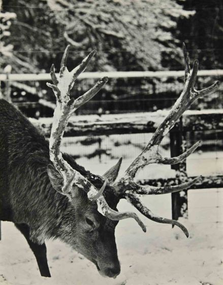 Animals Vintage Photograph   