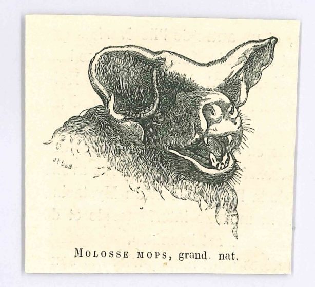 Molosse