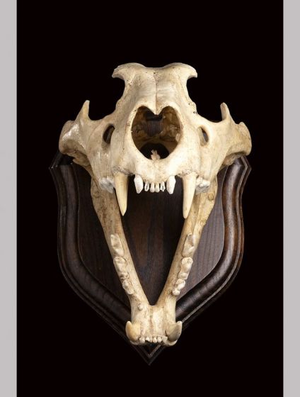Lion Skull - Decorative Object