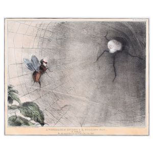 A Venerable Spider And A Buzzing Fly