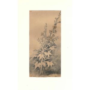 Flora Study