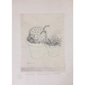 Le Piante Grasse