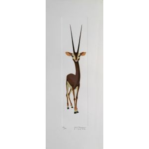Gazelle