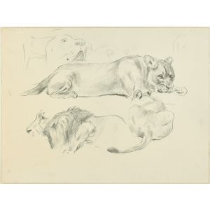 Lions