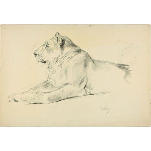 Lioness