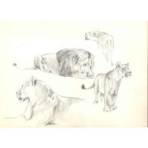 Study of Felines