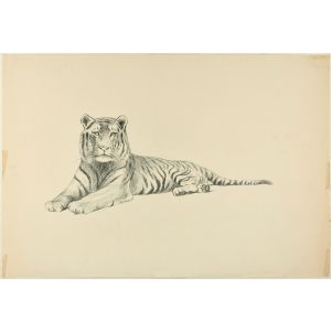 Lying Down Tiger