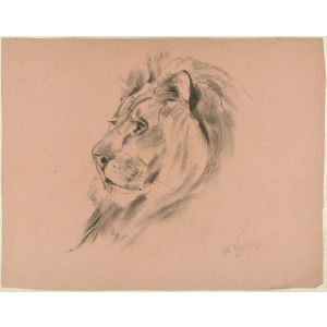 Profile of a Lion