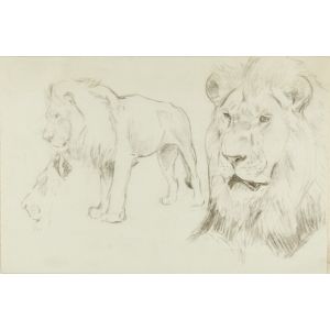 Close-up of a Lion