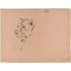 Lioness and Hunter