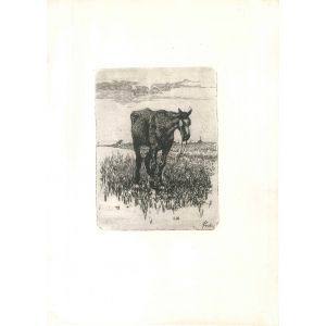 The Old Horse