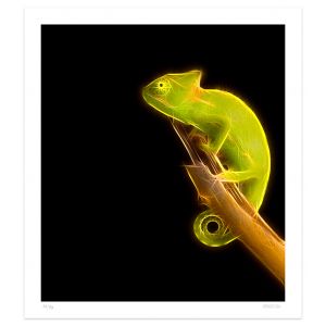 Chameleon