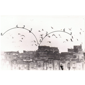 Birds by Pino Settanni - Contemporary Artworks