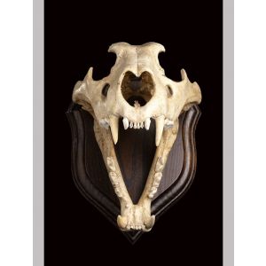 Lion Skull - Decorative Object