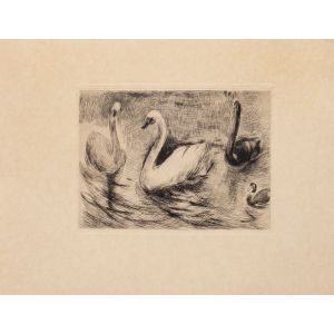 Swans