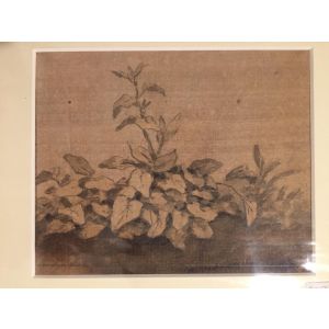 Plants