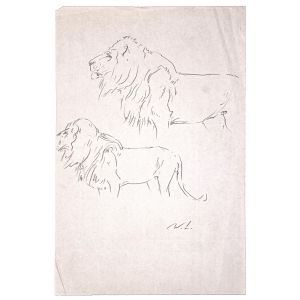 Study of lion