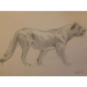 Lioness