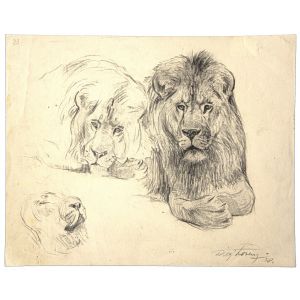 Study of lion and lioness