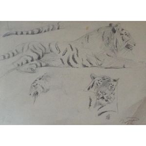 Study of tiger