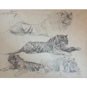 Tiger at rest by Lorenz Wilhelm