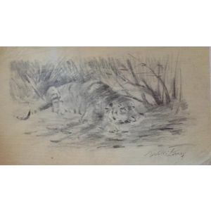 Tiger at rest