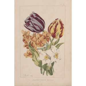 Carnation, Tulip and Narcissus