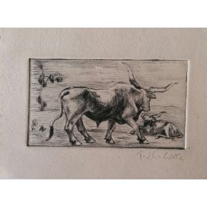 Bulls