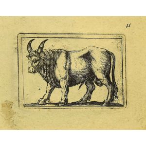 Bull
