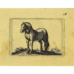 The Horse