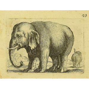 The Elephant by Antonio Tempesta - Artwork 
