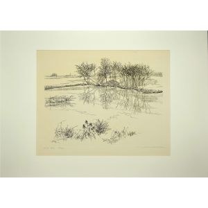 The pond