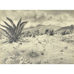 Landscape with agaves