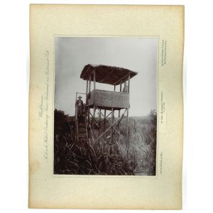 Java - Hochstand in Ploembon