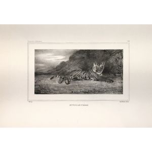 A.L BARYE, Etude de Tigre, Lithograph, 1832