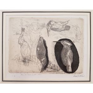 Storia di un Martin Pescatore 