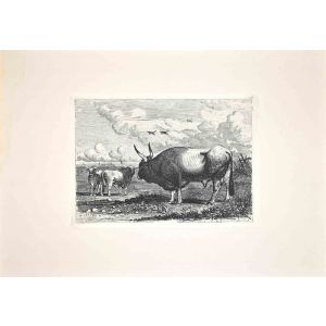 Bulls in the Roman Countryside