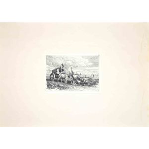 Bulls in the Roman Countryside