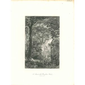 A Scene in the Brazilian Forest