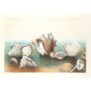 Seashells