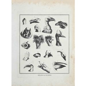 Heads of Birds