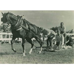 The Morgan Horse - Vintage Photograph