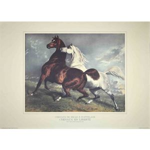 Chevaux en Liberté