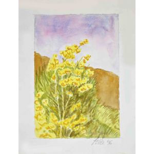 Wildflowers