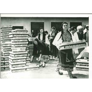 Heifer Project- Vintage Photograph
