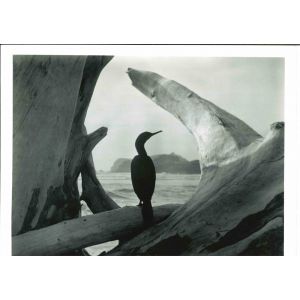 Driftwood