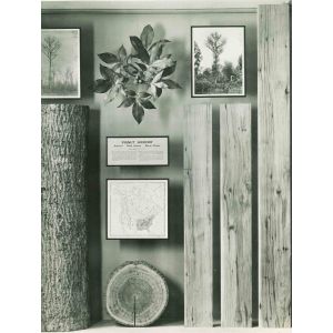 American Museum of Trees - American Vintage Photograph