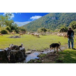 Cindi Emond - Moving the Flock Through Frattura Vecchia - Original Photographs