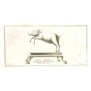 Ancient Roman Pig - Vincenzo Campana - Old Master's Artwork