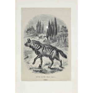Hyena Of Asia
